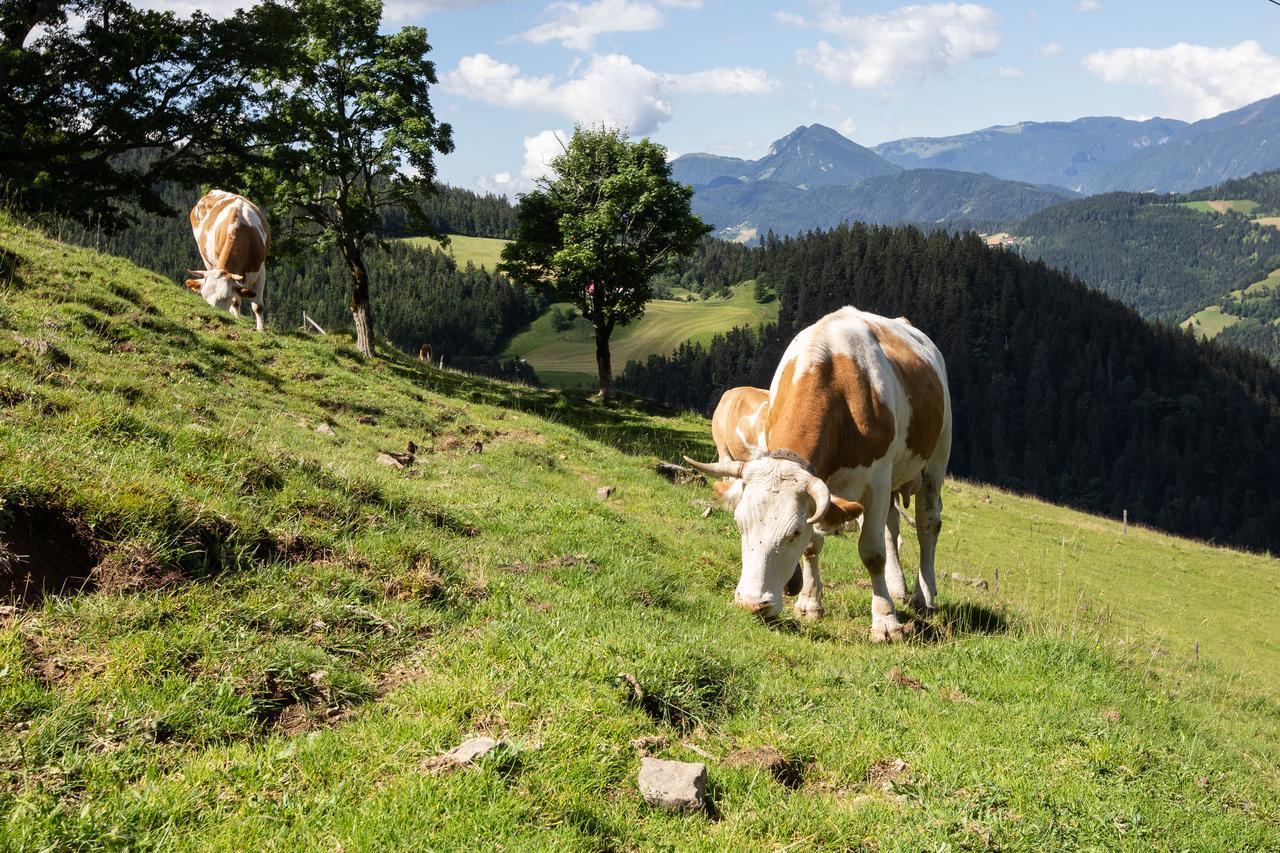 Farmstay&Glamping Visocnik Ljubno Zewnętrze zdjęcie