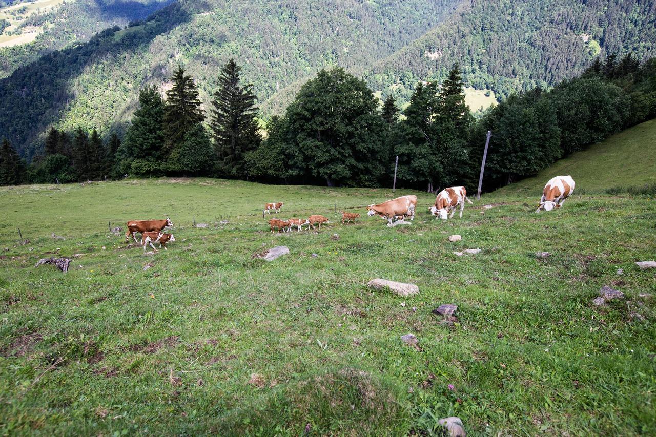 Farmstay&Glamping Visocnik Ljubno Zewnętrze zdjęcie